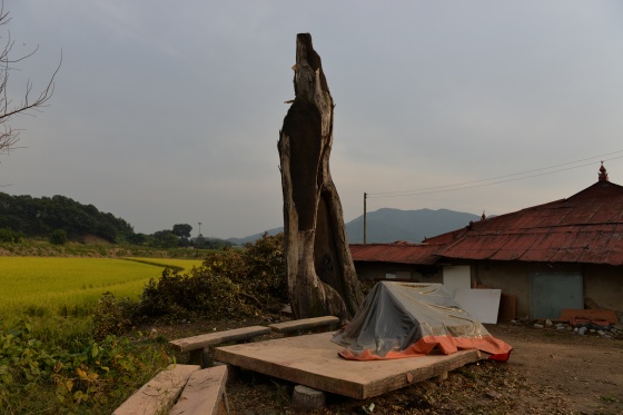 가지가 모두 부러져 생명을 다한 모습이 안타깝다