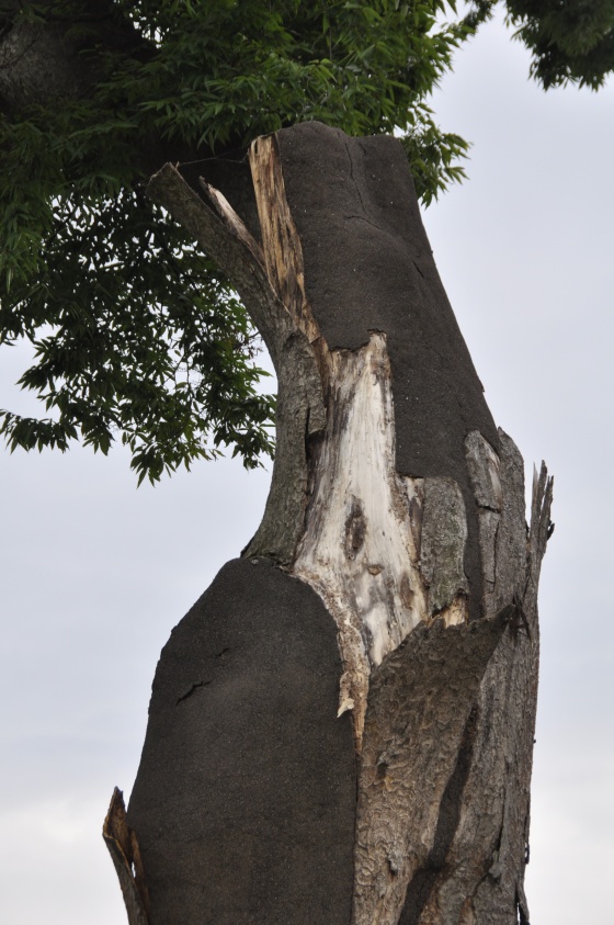 이런 모습으로 1년 이상 방치돼 있었다.