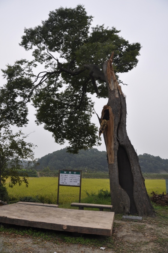 2012년 태풍에 가지가 부러졌다