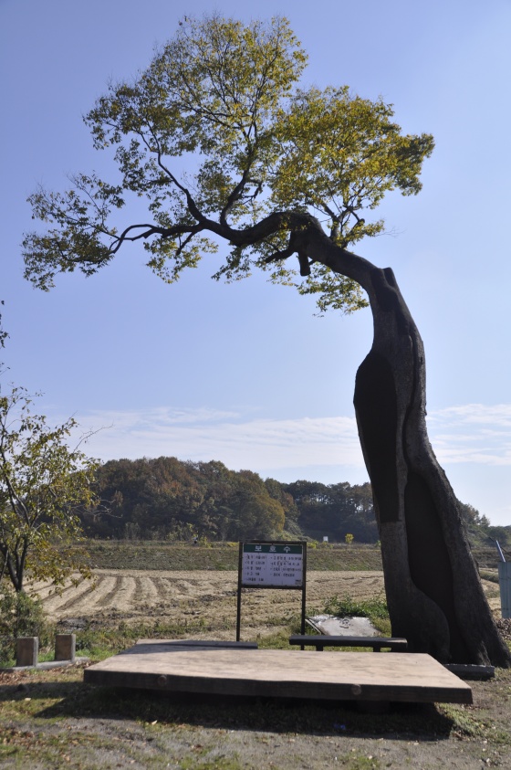 욋과 수술 후 모습